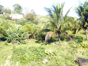 A fertile hollow lies beside the San Luis-Tronadora road at the top of the property.